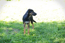 DARCY, Hund, Mischlingshund in Kroatien - Bild 3