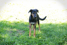 DARCY, Hund, Mischlingshund in Kroatien - Bild 5