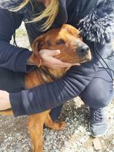 VAGGOS, Hund, Mischlingshund in Griechenland - Bild 8