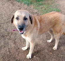 GLYKERIA, Hund, Mischlingshund in Griechenland - Bild 1