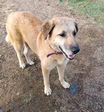 GLYKERIA, Hund, Mischlingshund in Griechenland - Bild 3