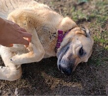 GLYKERIA, Hund, Mischlingshund in Griechenland - Bild 4