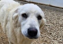 ARIMO, Hund, Maremma Abruzzenhund in Italien - Bild 1