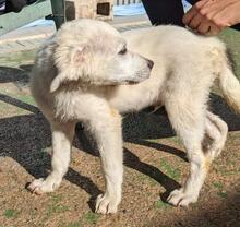 ARIMO, Hund, Maremma Abruzzenhund in Italien - Bild 10