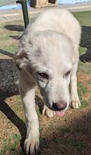 ARIMO, Hund, Maremma Abruzzenhund in Italien - Bild 11