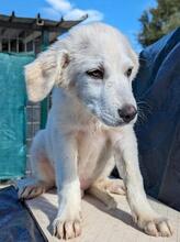 ARIMO, Hund, Maremma Abruzzenhund in Italien - Bild 12