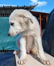 ARIMO, Hund, Maremma Abruzzenhund in Italien - Bild 13