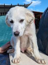 ARIMO, Hund, Maremma Abruzzenhund in Italien - Bild 14