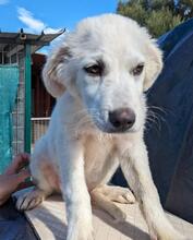 ARIMO, Hund, Maremma Abruzzenhund in Italien - Bild 15