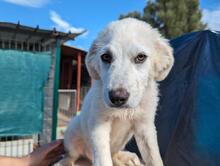 ARIMO, Hund, Maremma Abruzzenhund in Italien - Bild 16