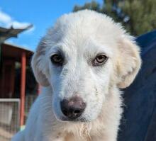 ARIMO, Hund, Maremma Abruzzenhund in Italien - Bild 17