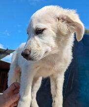 ARIMO, Hund, Maremma Abruzzenhund in Italien - Bild 18