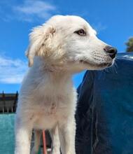 ARIMO, Hund, Maremma Abruzzenhund in Italien - Bild 19