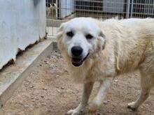 ARIMO, Hund, Maremma Abruzzenhund in Italien - Bild 2