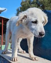 ARIMO, Hund, Maremma Abruzzenhund in Italien - Bild 20