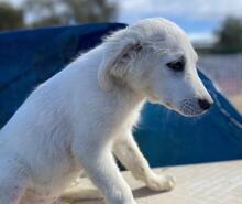 ARIMO, Hund, Maremma Abruzzenhund in Italien - Bild 21