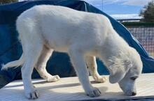 ARIMO, Hund, Maremma Abruzzenhund in Italien - Bild 22