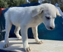 ARIMO, Hund, Maremma Abruzzenhund in Italien - Bild 23