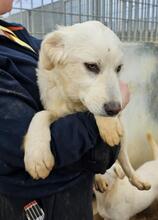 ARIMO, Hund, Maremma Abruzzenhund in Italien - Bild 24