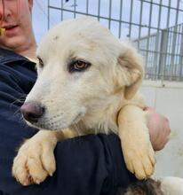 ARIMO, Hund, Maremma Abruzzenhund in Italien - Bild 25