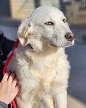 ARIMO, Hund, Maremma Abruzzenhund in Italien - Bild 26