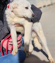 ARIMO, Hund, Maremma Abruzzenhund in Italien - Bild 27