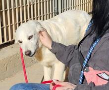 ARIMO, Hund, Maremma Abruzzenhund in Italien - Bild 28