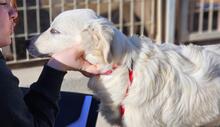 ARIMO, Hund, Maremma Abruzzenhund in Italien - Bild 29