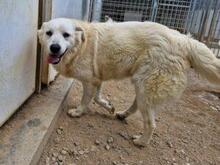 ARIMO, Hund, Maremma Abruzzenhund in Italien - Bild 3