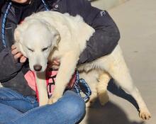 ARIMO, Hund, Maremma Abruzzenhund in Italien - Bild 30