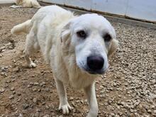 ARIMO, Hund, Maremma Abruzzenhund in Italien - Bild 4