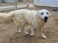 ARIMO, Hund, Maremma Abruzzenhund in Italien - Bild 5