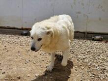 ARIMO, Hund, Maremma Abruzzenhund in Italien - Bild 6