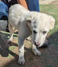 ARIMO, Hund, Maremma Abruzzenhund in Italien - Bild 9