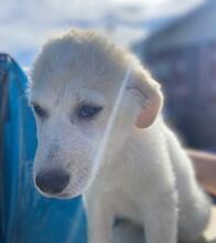 ASIX, Hund, Maremmano-Mix in Italien - Bild 16