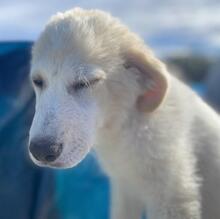 ASIX, Hund, Maremmano-Mix in Italien - Bild 17