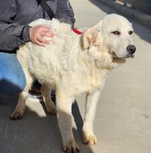 ASIX, Hund, Maremmano-Mix in Italien - Bild 19