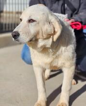 ASIX, Hund, Maremmano-Mix in Italien - Bild 20