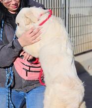 ASIX, Hund, Maremmano-Mix in Italien - Bild 26