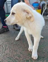 ASIX, Hund, Maremmano-Mix in Italien - Bild 4