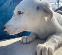 ASTRID, Hund, Maremmano-Mix in Italien - Bild 12