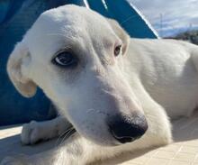 ASTRID, Hund, Maremmano-Mix in Italien - Bild 13