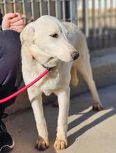 ASTRID, Hund, Maremmano-Mix in Italien - Bild 17