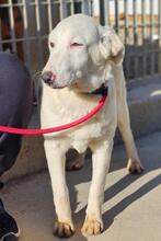 ASTRID, Hund, Maremmano-Mix in Italien - Bild 20