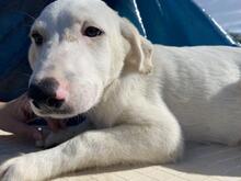 ASTRID, Hund, Maremmano-Mix in Italien - Bild 26