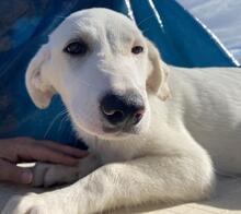 ASTRID, Hund, Maremmano-Mix in Italien - Bild 27