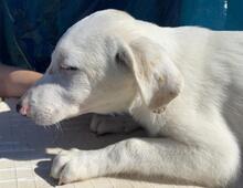 ASTRID, Hund, Maremmano-Mix in Italien - Bild 28