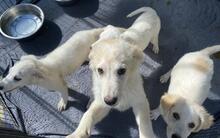 ASSENZIO, Hund, Maremma Abruzzenhund in Italien - Bild 20
