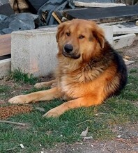 MATTI, Hund, Mischlingshund in Rumänien - Bild 1