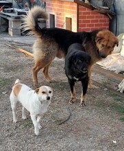 MATTI, Hund, Mischlingshund in Rumänien - Bild 12